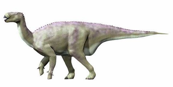 Représentation moderne de l'iguanodon, marchant ici à quatre pattes mais manifestement capable de se redresser en position bipède, avec des pointes sur les pattes avant dont nous reparlerons dans un prochain thread. On peut voir également qu'il a un bec, même si le fond de sa bouche était aussi équipé de dents plates (non visibles ici) pour mâcher les plantes dont il se nourrissait.