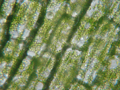 Vue au microscope de cellules végétales, montrant clairement la chlorophylle, le pigment vert qui intervient dans la photosynthèse. Cette couleur est un compromis adapté à la luminosité de notre étoile, mais il existe sur Terre des pigments d'une autre couleur permettant également la photosynthèse. Autour d'une étoile de température différente de la nôtre, la chlorophylle ne serait pas forcément celui majoritairement utilisé.
