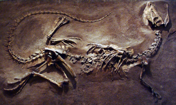 Image (trouvée sur Wikipédia) du fossile d'un dilophosaure, un théropode carnivore datant du Jurassique. On voit la forme complète de l'animal, avec une longue queue, deux pattes arrière, une cage thoracique (ici visiblement endommagée), deux pattes avant et un cou menant à une tête présentant deux crêtes osseuses qui lui ont valu son nom.