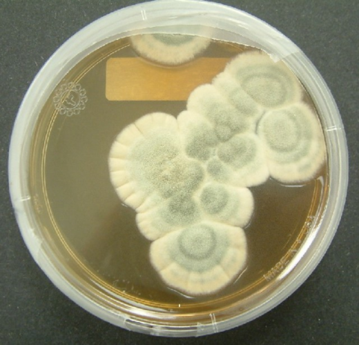 Photo, trouvée sur la page Wikipédia qui lui est dédiée, du champignon Penicillium notatum, producteur naturel de pénicilline. On voit une boîte de Petri en gros plan à l'intérieur de laquelle se développe ce qui ressemble à une moisissure (sans doute parce que c'en est une, ce terme désignant historiquement les champignons ayant cet aspect. On s'est cependant rendu compte depuis qu'une partie des trucs que l'on désigne comme des « moisissures » ne sont pas des champignons, mais des chromistes, une autre lignée d'eucaryotes, mais en l'occurrence, il s'agit bien d'un champignon au sens strict, ou fonge). Le collègue de Fleming les étudiait parce que ces champignons, indépendamment de la pénicilline qu'ils produisent, peuvent provoquer des réactions allergiques chez certaines personnes ; on a donc eu pas mal de chance que ces deux recherches aient lieu au même endroit et avec des protocoles de confinement manifestement encore insuffisants.