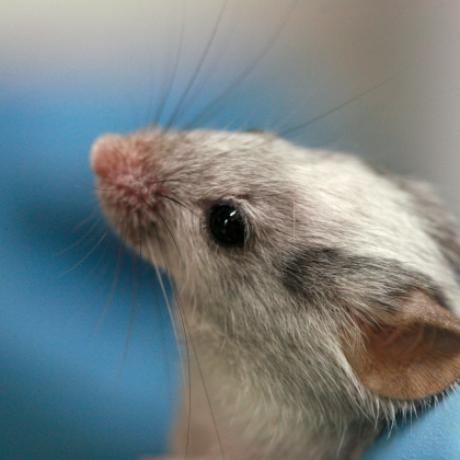 Photo d'une souris de laboratoire au pelage grisâtre, trouvée sur Wikipédia. Que Mendel se voit interdire de continuer ses élevages de souris a sans doute été bénéfique pour ses recherches, car la couleur des souris dépend de mécanismes un peu plus complexe que celle des pois, et dépend de plusieurs gènes : les résultats auraient donc probablement été moins tranchés s'il n'avait pas dû changer de sujet d'étude. Photo d'une souris de laboratoire au pelage grisâtre, trouvée sur Wikipédia. Que Mendel se voit interdire de continuer ses élevages de souris a sans doute été bénéfique pour ses recherches, car la couleur des souris dépend de mécanismes un peu plus complexe que celle des pois, et dépend de plusieurs gènes : les résultats auraient donc probablement été moins tranchés s'il n'avait pas dû changer de sujet d'étude.