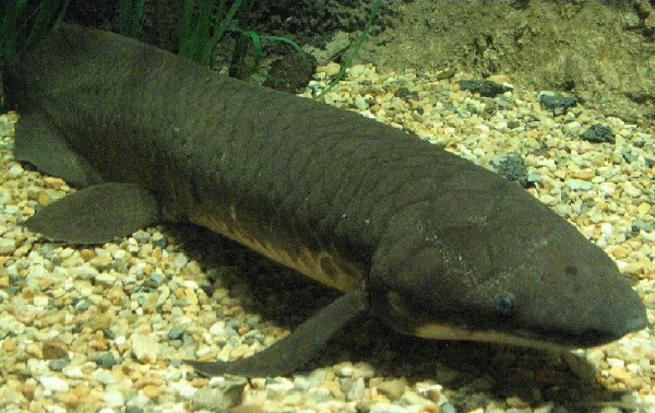 Photo, trouvée sur la page Wikipédia dédiée aux sarcoptérygiens où elle était juxtaposée à des vues d'artistes de leurs cousins disparus, d'un dipneuste, un des derniers représentants actuels de cette lignée à n'être pas un tétrapode (à ma connaissance, les seuls autres cas sont ceux des cœlacanthes, dont on reparlera plus bas). On le voit ici au fond de l'eau, avec ses quatre nageoires dont la forme évoque un peu celle de quelques « reptiles » marins dont on reparlera plus bas. Notons que le dipneuste présente un autre point commun avec les tétrapodes : il est doté de poumons (dans son cas, en plus des branchies), et peut donc survivre à l'air libre.