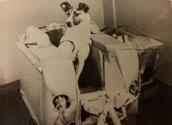 Photo d'archive, trouvée sur Wikimédia Commons, de la chienne Laïka dans son module. La photo est visiblement en noir et blanc jauni, on ne voit pas très bien les détails, mais l'animal est installé dans une sorte de box dont sa tête dépasse à l'air libre mais qui, une fois fermé, ne lui laissera pas tellement de place pour bouger. Elle semble porter une sorte de combi spatiale.