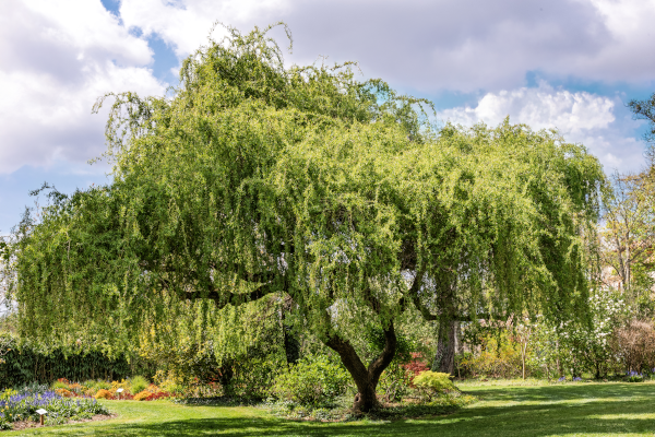 Photo, trouvée sur la page Wikipédia qui leur est dédiée, d'un saule pleureur, ou Salix babylonica, l'un de ces arbres dont l'écorce était utilisée autrefois pour préparer des décoction soulageant la douleur. Ne me demandez pas comment les gens ont eu l'idée de manger de l'écorce à la base, ceci dit. L'arbre est ici au milieu de ce qui doit être un jardin visitable, car on peut voir quelques panneaux explicatifs à côté de plusieurs massifs de fleurs. L'arbre lui-même est plutôt large, et son feuillage semble retomber un peu comme des larmes, d'où le fait qu'on ait considéré que l'arbre pleurait.