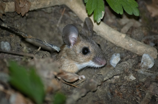 Souris de Madère, trouvée sur Pixabay. On voit la tête à moustaches et à grandes rondes du petit rongeur au milieu de quelques bouts de branches au sol. L'île de Madère ne comptait aucune souris au début de notre moyen-âge, mais celles-ci ont été amenées au plus tôt à bord des navires vikings au neuvième siècle, et au plus tard à bord des navires portugais au quinzième. Au rythme où ces rongeurs se multiplient, cela signifie que la spéciation s'est effectuée en deux à quatre mille générations maximum. Souris de Madère, trouvée sur Pixabay. On voit la tête à moustaches et à grandes rondes du petit rongeur au milieu de quelques bouts de branches au sol. L'île de Madère ne comptait aucune souris au début de notre moyen-âge, mais celles-ci ont été amenées au plus tôt à bord des navires vikings au neuvième siècle, et au plus tard à bord des navires portugais au quinzième. Au rythme où ces rongeurs se multiplient, cela signifie que la spéciation s'est effectuée en deux à quatre mille générations maximum.