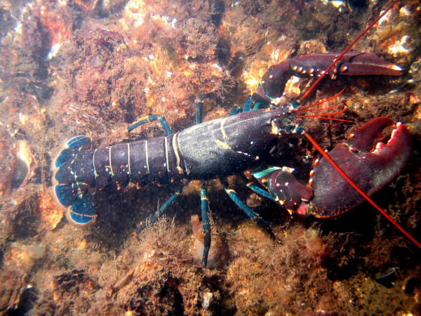 Photo sous-marine, trouvée sur la page Wikipédia qui leur est consacrée, d'un homard, en l'occurrence européen, vu du dessus en train de marcher sur des rochers couverts d'algues. On voit bien sa forme beaucoup plus allongée que celle d'un crabe, avec plusieurs articulations au niveau de la queue permettant de la replier.