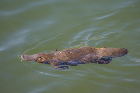Photo (trouvée sur Wikimédia Commons) d'un ornithorynque en train de nager dans l'eau. L'animal, couvert de poils, est quadrupède avec des pattes palmées, une queue de castor, et surtout une sorte de bec ressemblant pas mal à celui d'un canard, ce qui pourrait en faire un assez improbable mélange d'animaux. Mais le résultat est quand même plutôt mignon. Photo (trouvée sur Wikimédia Commons) d'un ornithorynque en train de nager dans l'eau. L'animal, couvert de poils, est quadrupède avec des pattes palmées, une queue de castor, et surtout une sorte de bec ressemblant pas mal à celui d'un canard, ce qui pourrait en faire un assez improbable mélange d'animaux. Mais le résultat est quand même plutôt mignon.