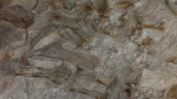 Photographie d'un fossile de spinosaure. Contrairement à d'autres fossiles que j'ai pu vous montrer précédemment, celui-ci est loin de donner une idée directement repérable de ce à quoi ressemblait l'animal : on voit un certain nombre d'os, mais ils sont en tas sans avoir gardé la forme du corps, et il en manque vraisemblablement un certain nombre. Il va donc y avoir du boulot pour reconstituer complètement l'animal (mais on va y arriver, cf l'image du dernier pouet !)