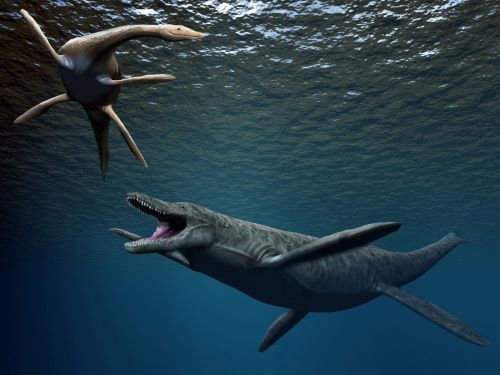 Vue d'artiste présentant un plésiosaure et un pliosaure en train de nager à une faible distance de la surface. Le pliosaure est en bas de l'image, et ressemble globalement à une sorte de crocodile qui aurait eu quatre nageoires à la place des pattes. En haut, le plésiosaure a un corps assez similaire, mais une tête beaucoup plus petite située au bout d'un cou beaucoup plus long.