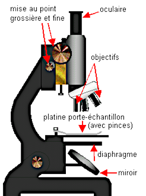 Schéma de fonctionnement d'un microscope optique, trouvé sur la même page Wikipédia, montrant l'objet de côté et indiquant le nom des différentes parties. On voit notamment le miroir situé en dessous et permettant de diriger une source de lumière extérieure pour mieux éclairer les échantillons. Un diaphragme situé entre ce miroir et l'endroit où les échantillons sont posés permet également de régler cette lumière et d'éviter de se flinguer les yeux.