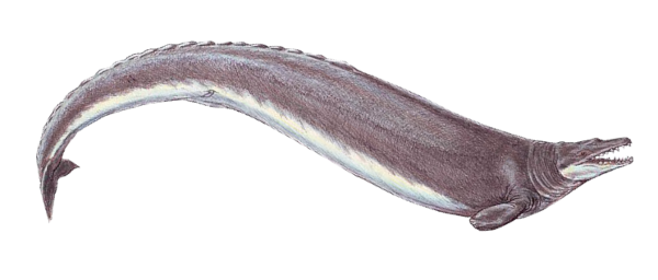 Vue d'artiste d'un basilosaurus cetoïdes, trouvée sur Wikimédia Commons. On voit une forme rappelant pas mal celle des cétacés actuels, à ceci près qu'il reste deux toutes petites nageoires correspondant aux vestiges de pattes arrières, et que la tête de l'animal ressemble beaucoup plus à celle d'un prédateur terrestre, avec pas mal de dents.