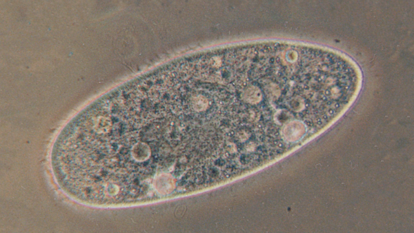 Paramécie vue au microscope. On voit clairement la délimitation entre la cellule et le milieu extérieur, et on peut distinguer un certain nombre de zones circulaires au sein de la cellules qui sont elles-mêmes délimitées du reste, qui sont les organites dont nous allons parler plus bas.