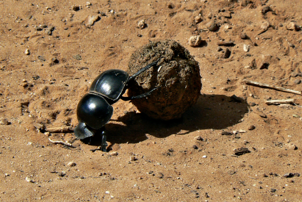 Photo d'un bousier trouvée sur Wikimédia Commons. On voit l'animal en train de rouler sa boule sur de la terre sèche. On remarque d'ailleurs qu'il avance à reculons, marchant avec ses pattes avant la tête du côté du sol tandis qu'il maintient la boule et la guide avec ses pattes arrière, ce qui donne une position assez particulière.