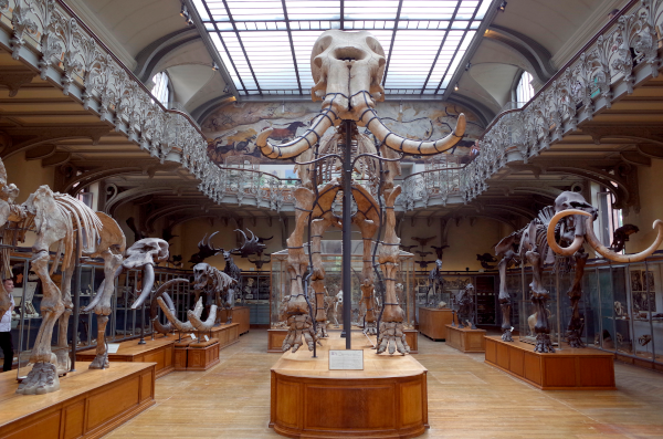 Photo de la grande galerie de l'évolution au Muséum national d'histoire naturelle, où l'on voit les reconstitutions de plusieurs squelettes de proboscidiens. Cette image a été utilisée, notamment, par le compte du Muséum pour son premier post sur Mastodon… logiciel dont le nom a été inspiré de celui de l'animal qui, comme on l'a vu dans un thread précédent, a été décrit et nommé par Georges Cuvier à l'époque où il travaillait là-bas, donc quelque part, malgré tous les reproches qu'on peut lui faire, c'est un peu grâce à lui qu'on peut lire les publis du Muséum ici.