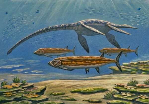 Vue d'artiste (trouvée sur leur page Wikipédia anglophone) d'un styxosaurus, un plésiosaure de la fin du Crétacé, en train de nager en eau relativement peu profonde (on voit le sol en bas de l'image, et des rayons lumineux en haut indiquent qu'on reste proche de la surface). Quelques bancs de poissons non-identifiés nagent en arrière-plan, et devant eux, le tétrapode est surtout reconnaissable par son cou particulièrement long (parmi ses proches cousins se comptaient Elasmosaurus platyurus et Albertonectes vanderveldei, les deux animaux connus ayant le plus de vertèbres, dont les cous seuls mesuraient autour de sept mètres). Au premier plan, devant notre styxosaure, nagent trois xiphactinus, des « poissons » à nageoires rayonnés avec une mâchoire caractéristique qui leur a valu le surnom de « poisson bouledogue ». Ils n'étaient sans doute pas à prendre à la légère, car on a déjà trouvé un fossile de xiphactinus tenant dans sa bouche une nageoire de mosasaure.