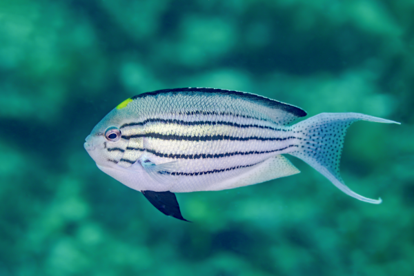 Photo d'un petit poisson nommé Genicanthus Lamarck, ou poisson-ange lyre de Lamarck, trouvée sur Wikimédia Commons. Il s'agit d'un petit poisson allongé majoritairement blanc, un peu plus bleuté sur le haut et sur la queue, et avec des traits bleu foncé qui parcourent son corps dans la longueur, ici vu en train de nager dans l'eau (on devine des rochers et algues en arrière plan, mais c'est très flou, seul le poisson lui-même est net). Cet animal n'a à peu près rien à voir avec ce dont on va parler ici en dehors de son nom, mais j'ai pas mal manqué de temps pour chercher des illustrations plus pertinentes, donc j'ai fait ce que j'ai pu, vous êtes prévenus. En l'occurrence, on va pas mal parler de Jean-Baptiste de Lamarck, et ce poisson a été nommé en son honneur.